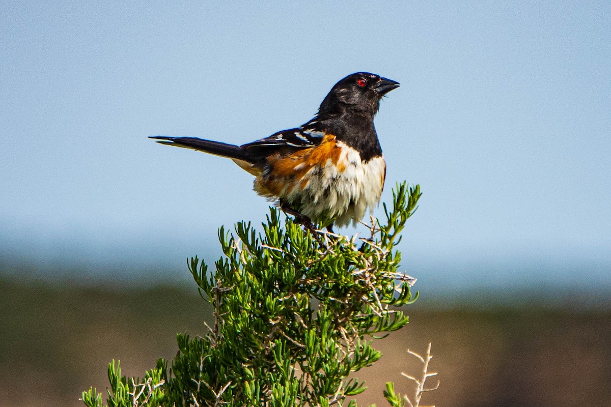 Spotted Towhee - ML461411851