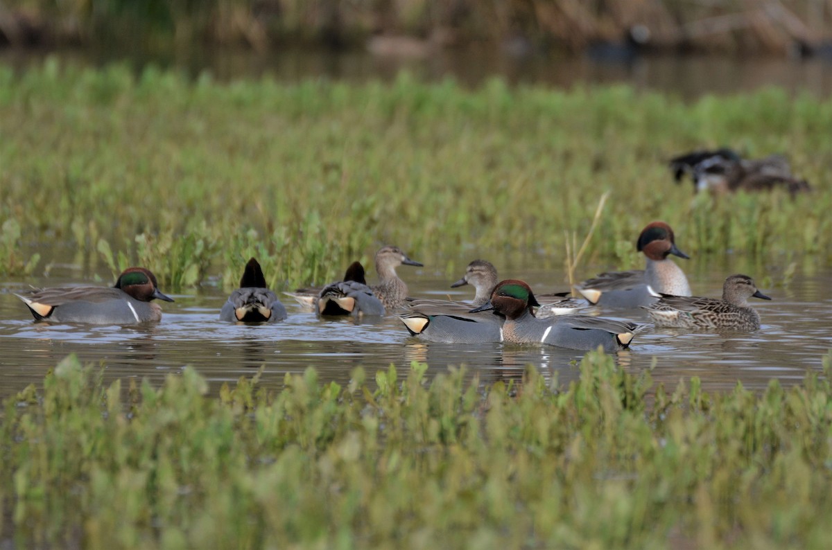 Green-winged Teal (American) - Patrick Maurice