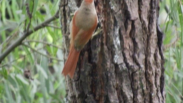 Line-cheeked Spinetail - ML461411971