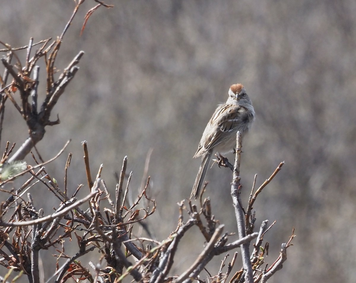 American Tree Sparrow - ML461412941