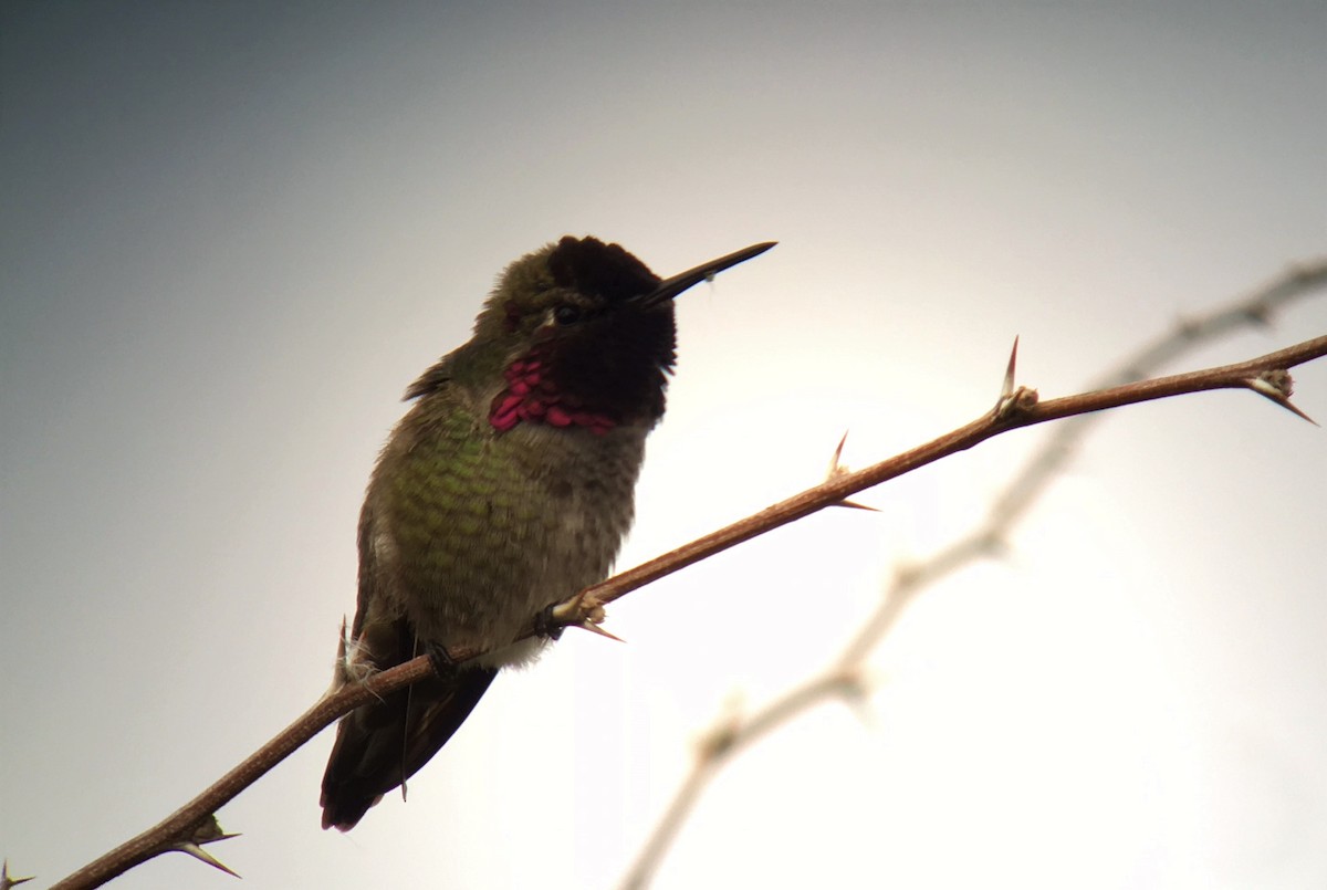 Anna's Hummingbird - ML46141321