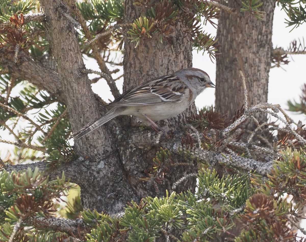 American Tree Sparrow - ML461413471