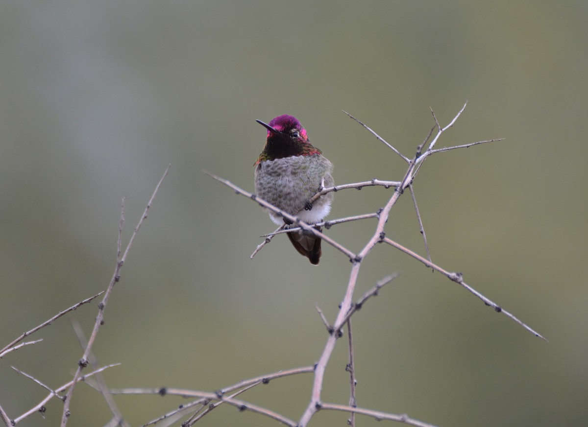 Anna's Hummingbird - ML46141361