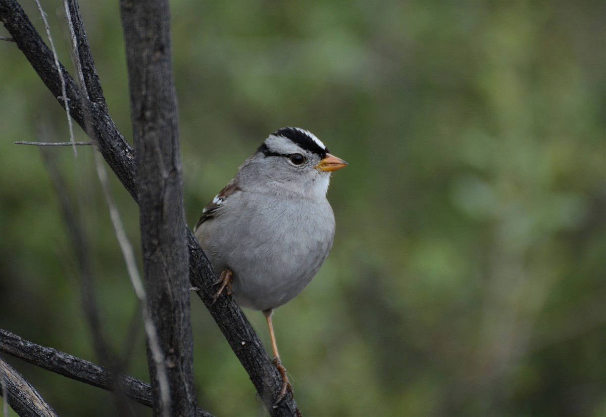 White-crowned Sparrow (Gambel's) - ML46141471