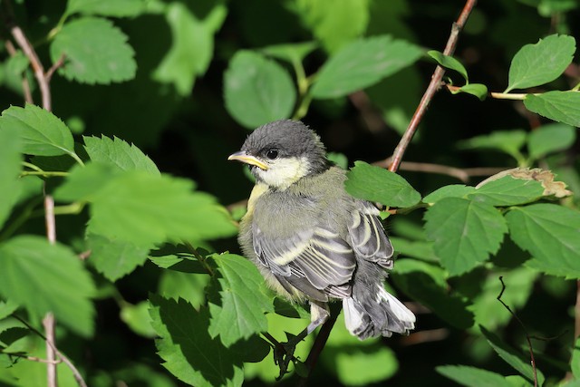 Fledgling, dorsal view. - Great Tit - 