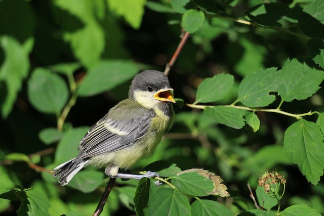 Great Tit completing Prejuvenile Molt (subspecies <em class="SciName notranslate">major</em>). - Great Tit - 