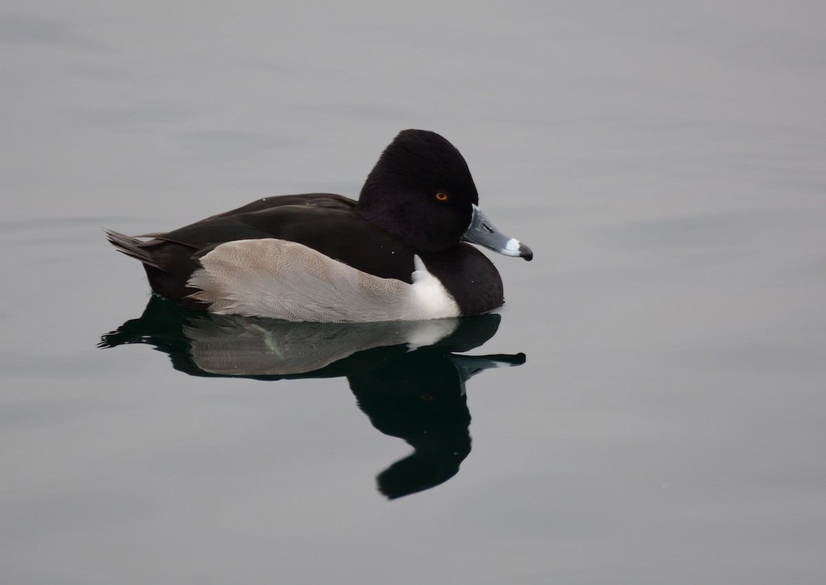 Ring-necked Duck - ML46141571