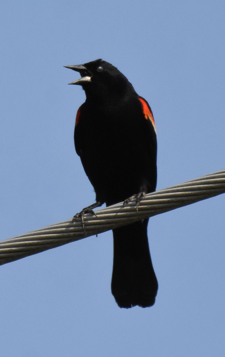 Red-winged Blackbird - ML461415741