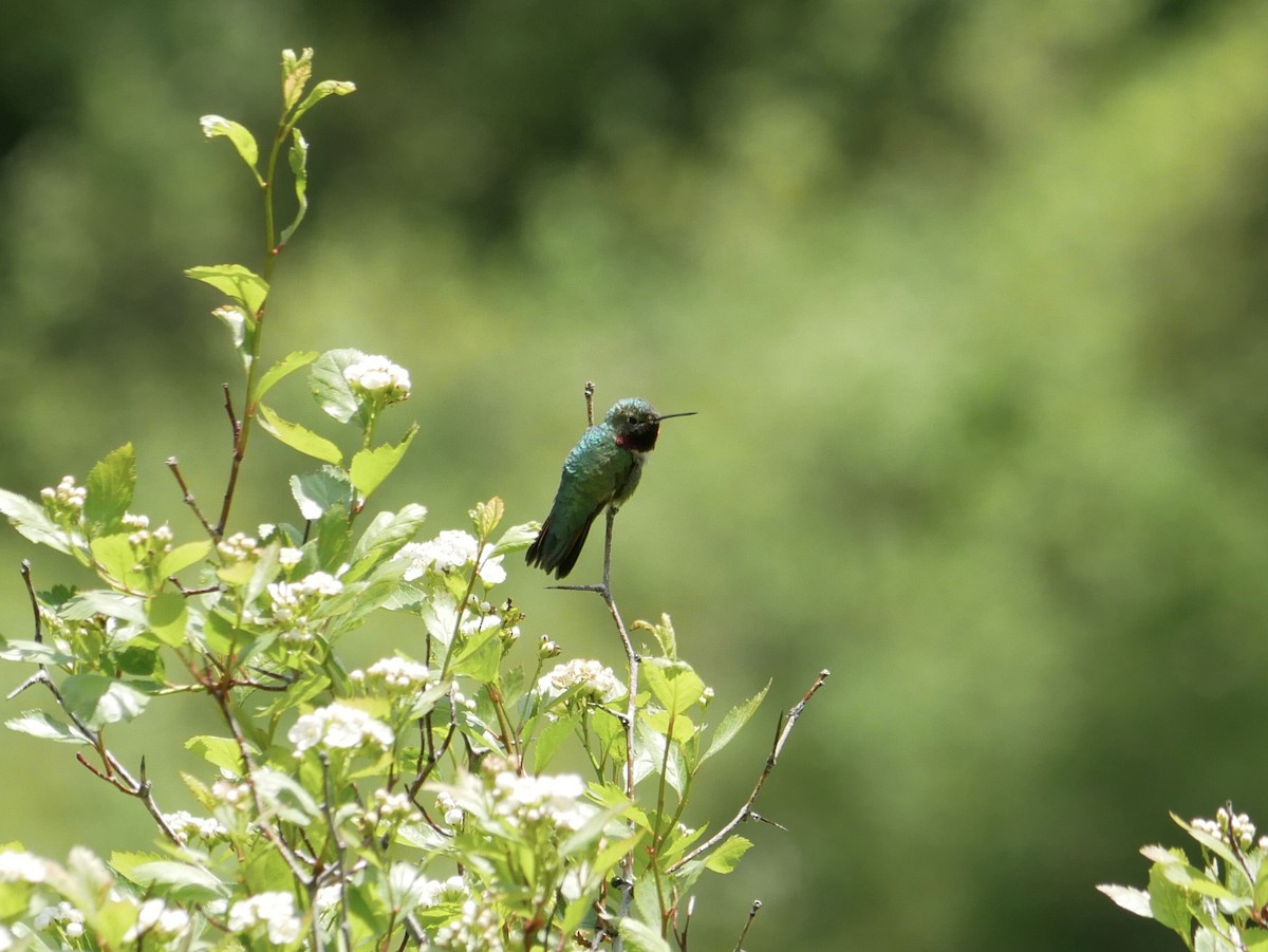 Calliope Hummingbird - ML461416231