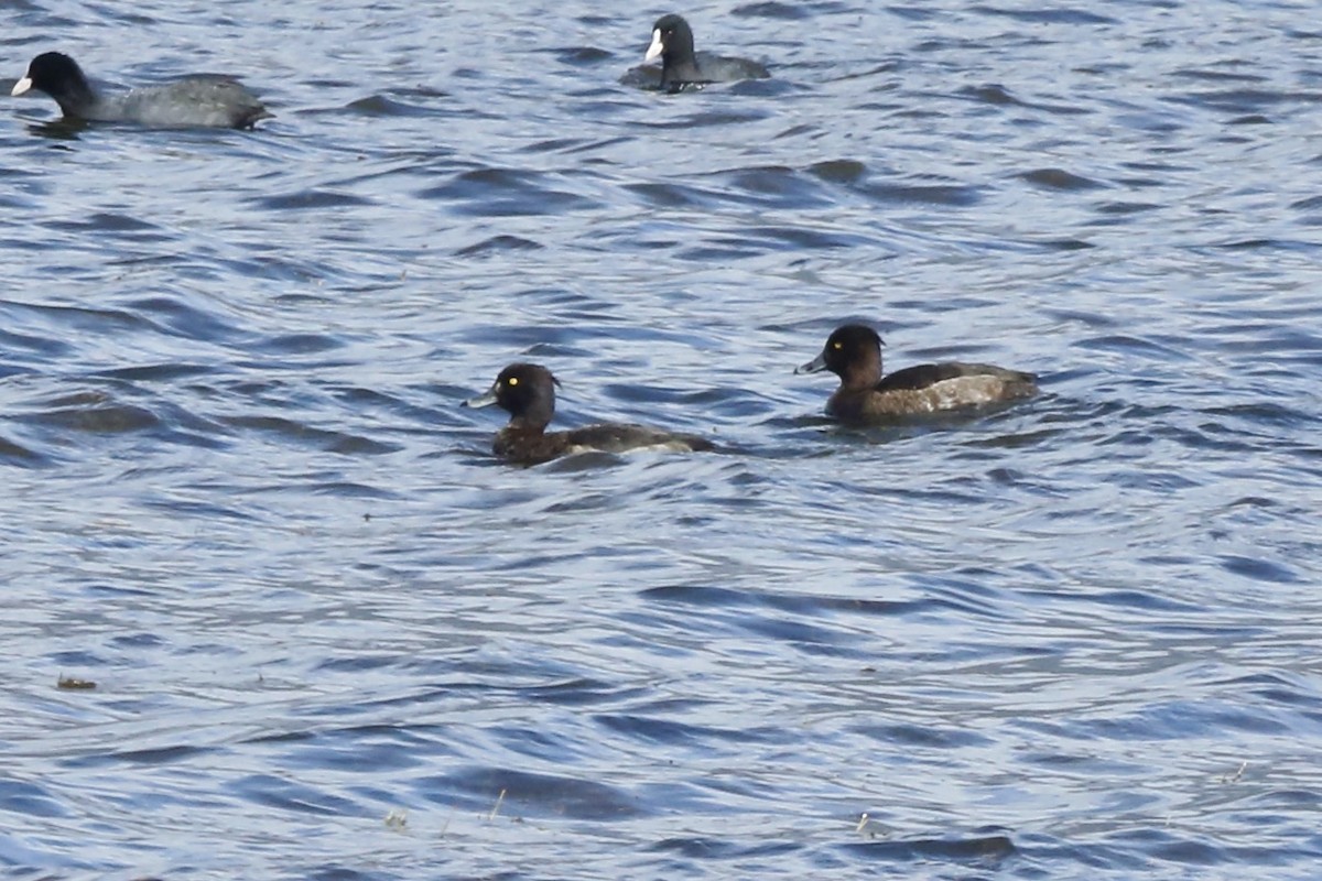 Tufted Duck - ML461420691