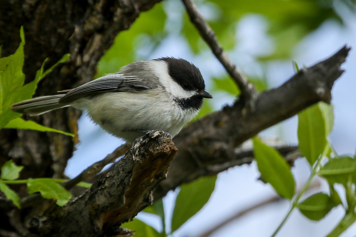 Black-capped Chickadee - Chris Griffin