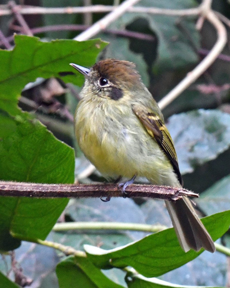 Sepia-capped Flycatcher - ML461424861