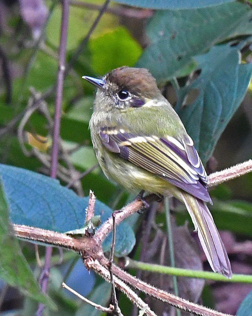 Sepia-capped Flycatcher - ML461425711