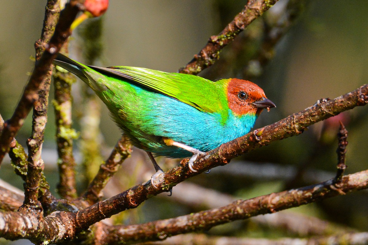 Bay-headed Tanager - ML461427991