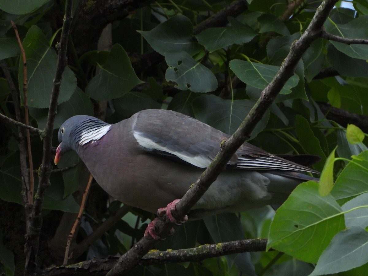 Common Wood-Pigeon - ML461429581