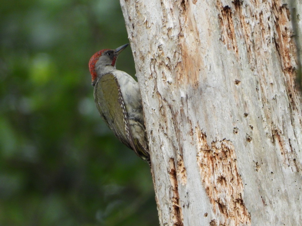 Iberian Green Woodpecker - ML461429761