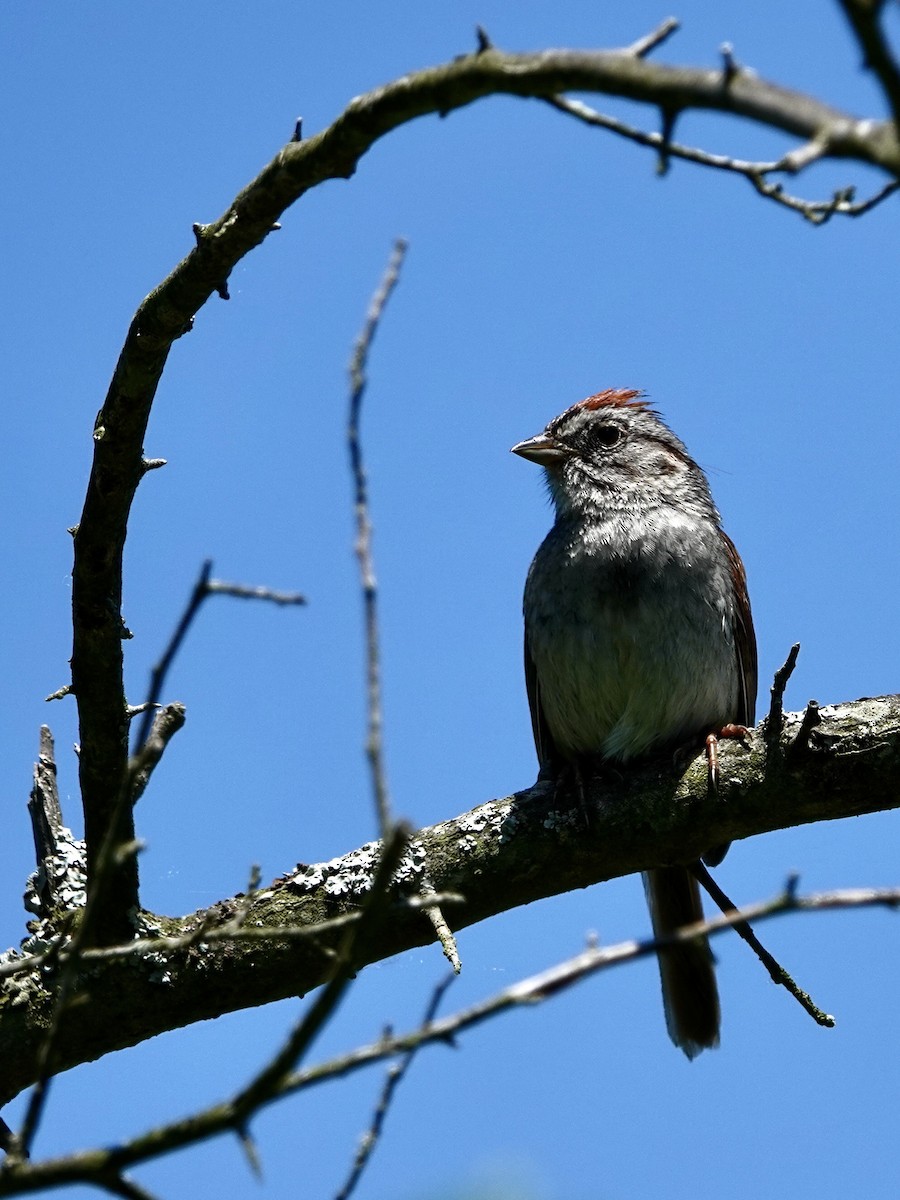 Swamp Sparrow - ML461430181