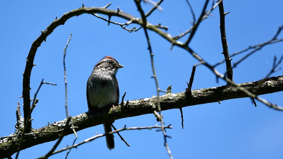 Swamp Sparrow - ML461430191