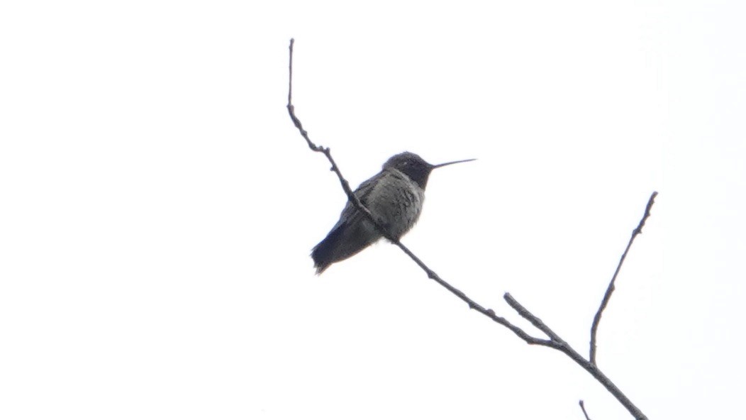 Black-chinned Hummingbird - ML461430481