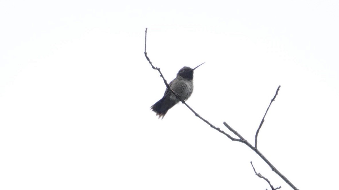 Black-chinned Hummingbird - ML461430491