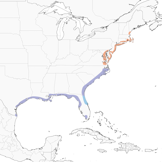 Distribution of the Seaside Sparrow - Seaside Sparrow - 