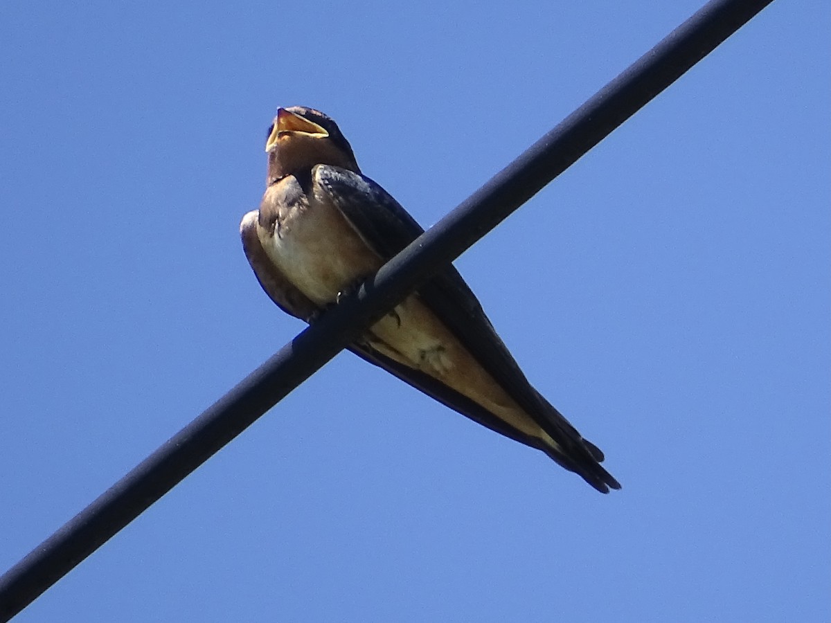 Barn Swallow - ML461435351