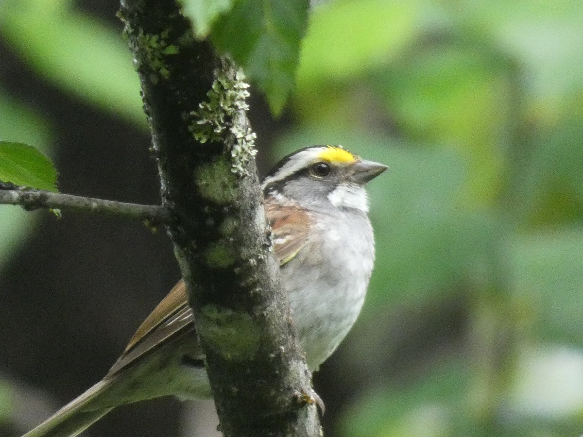 White-throated Sparrow - ML461435461