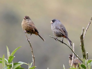Male and female - Phillip Edwards - ML461438561