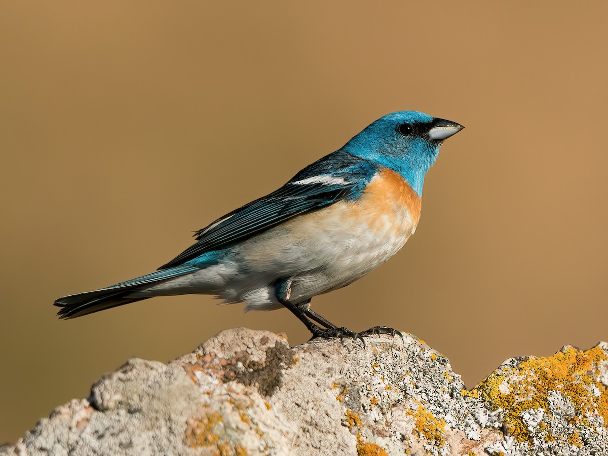 lazuli bunting female