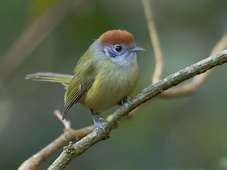  - Rufous-crowned Greenlet