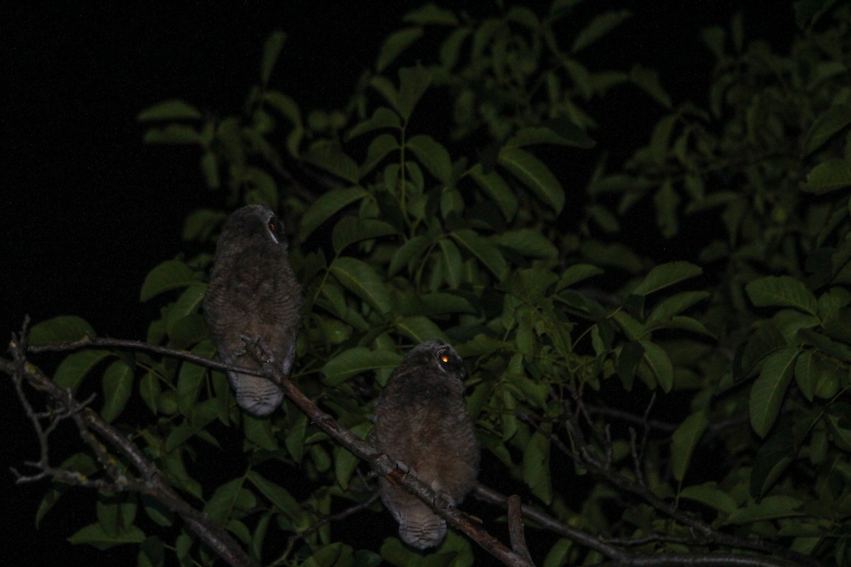 Long-eared Owl - ML461445681