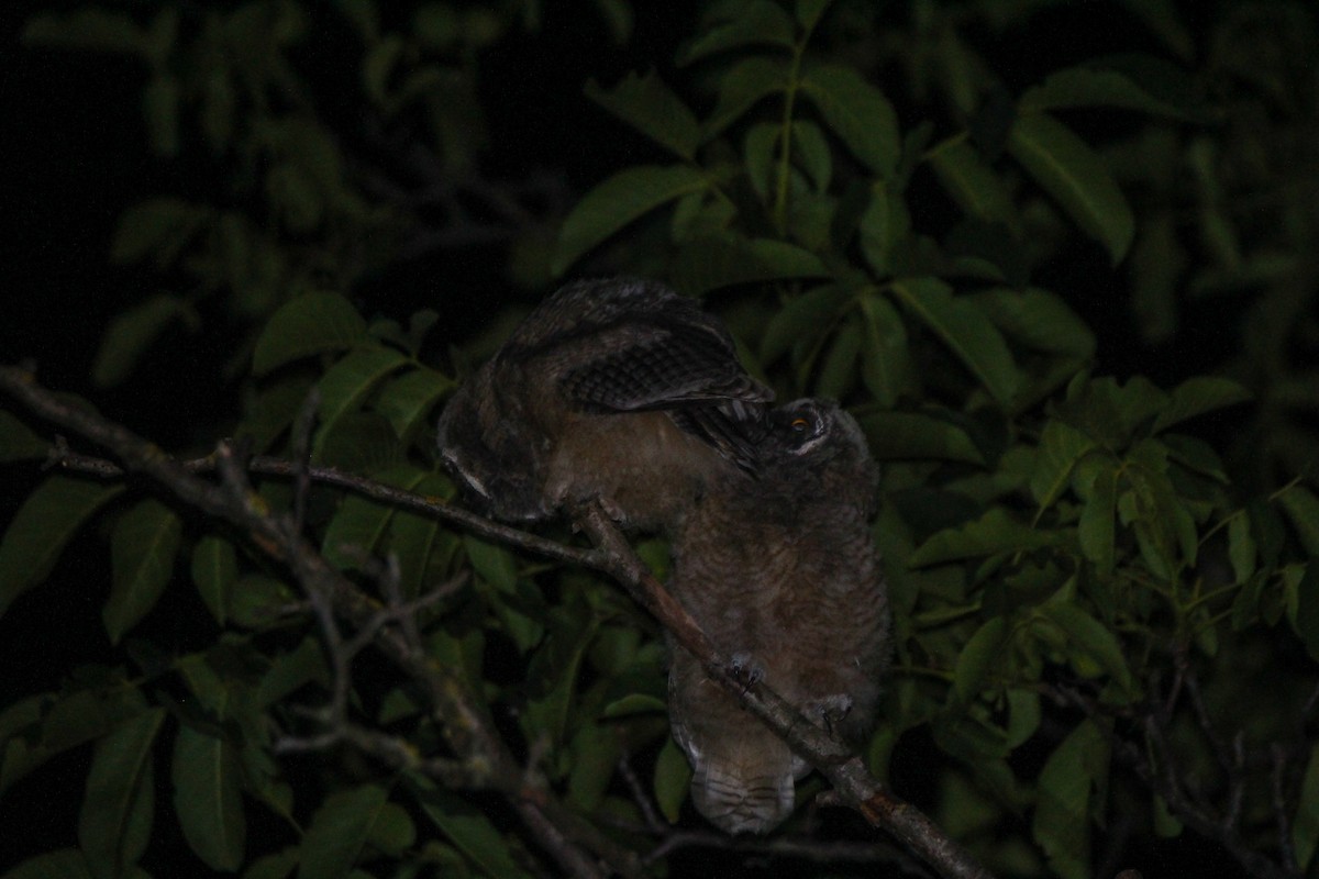 Long-eared Owl - ML461445711
