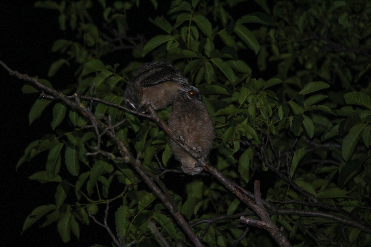 Long-eared Owl - ML461445741