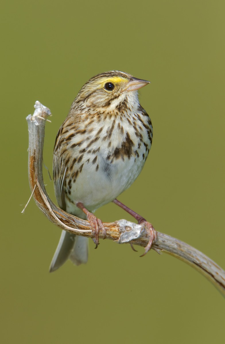 Savannah Sparrow - ML461446961