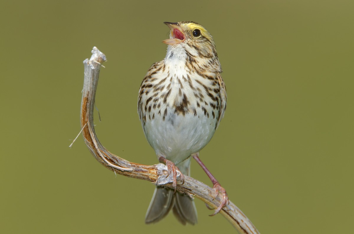 Savannah Sparrow - ML461446971