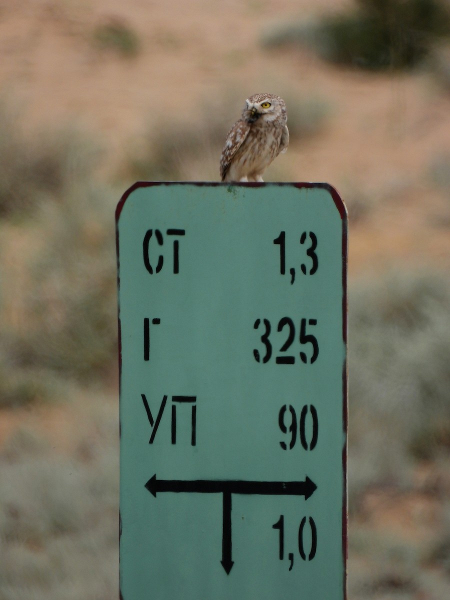 Little Owl (Hutton's) - ML461448131