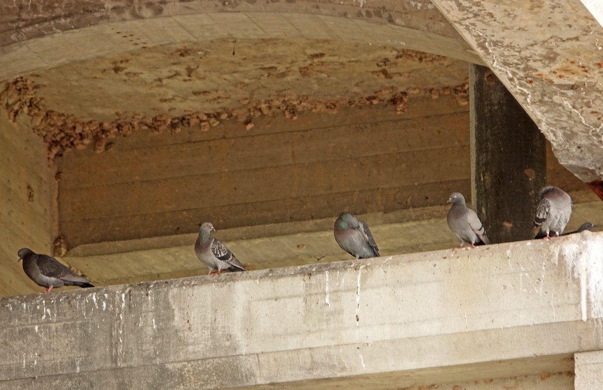 Rock Pigeon (Feral Pigeon) - ML461448291