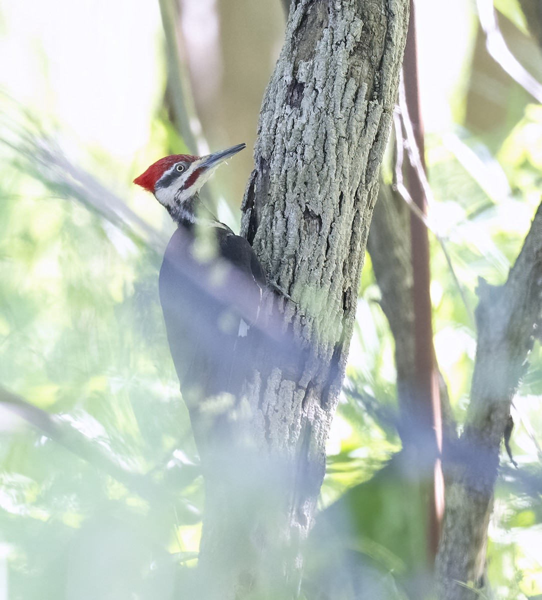 Pileated Woodpecker - ML461449171