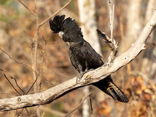  - Red-tailed Black-Cockatoo