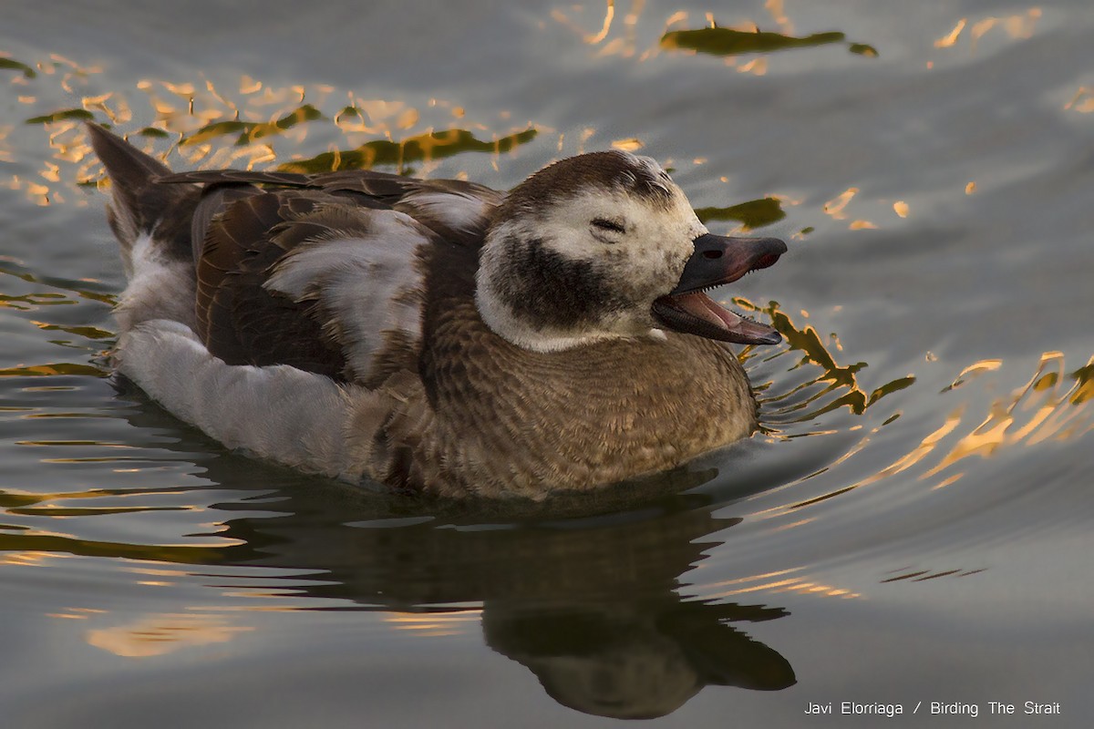 Long-tailed Duck - ML46145091