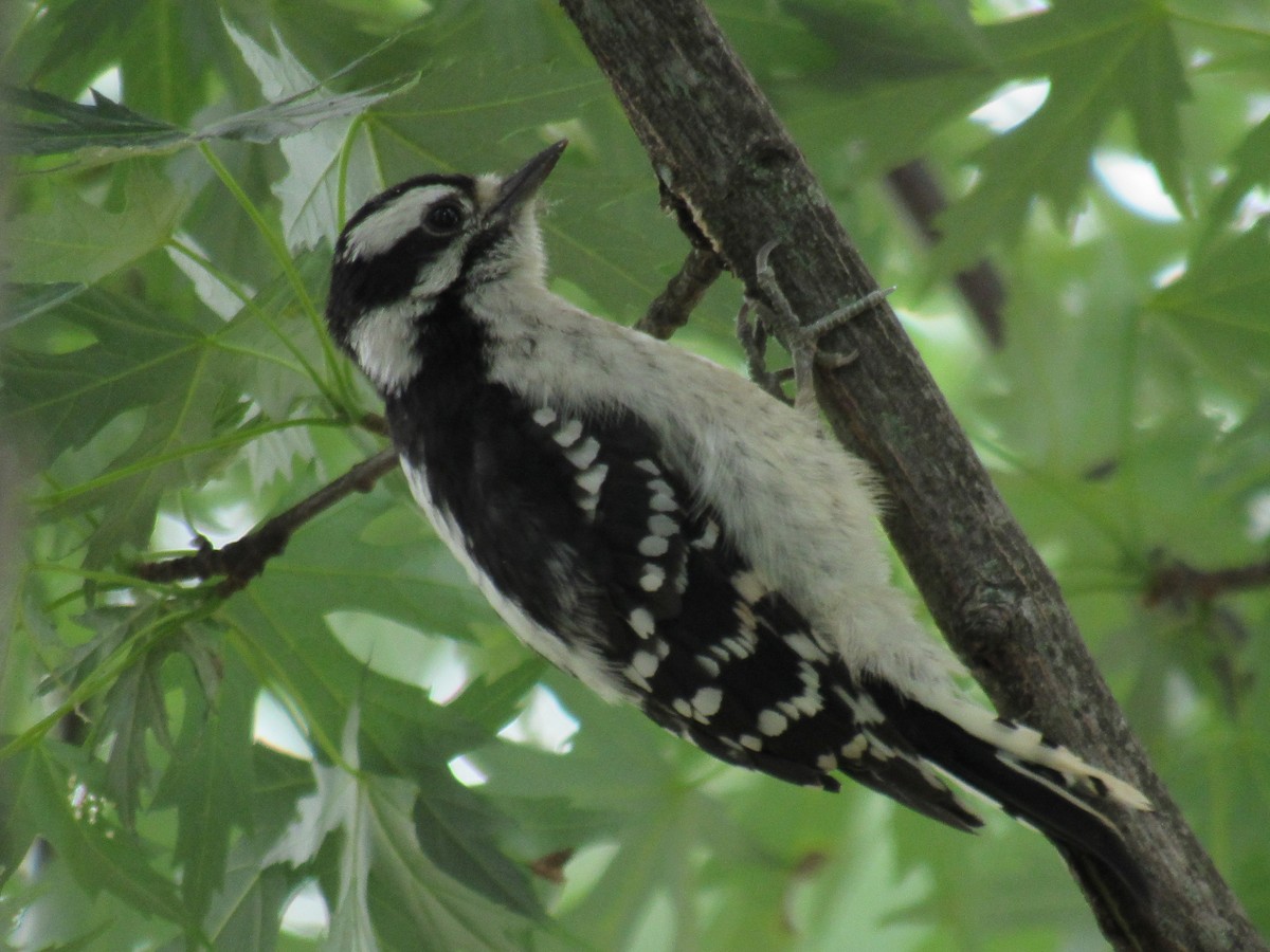 Downy Woodpecker - ML461452271