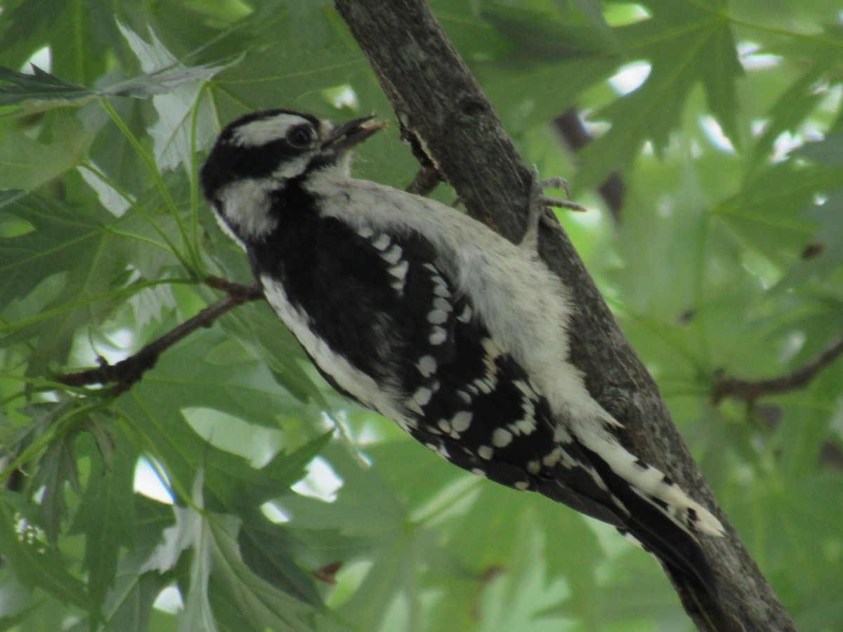 Downy Woodpecker - ML461452281