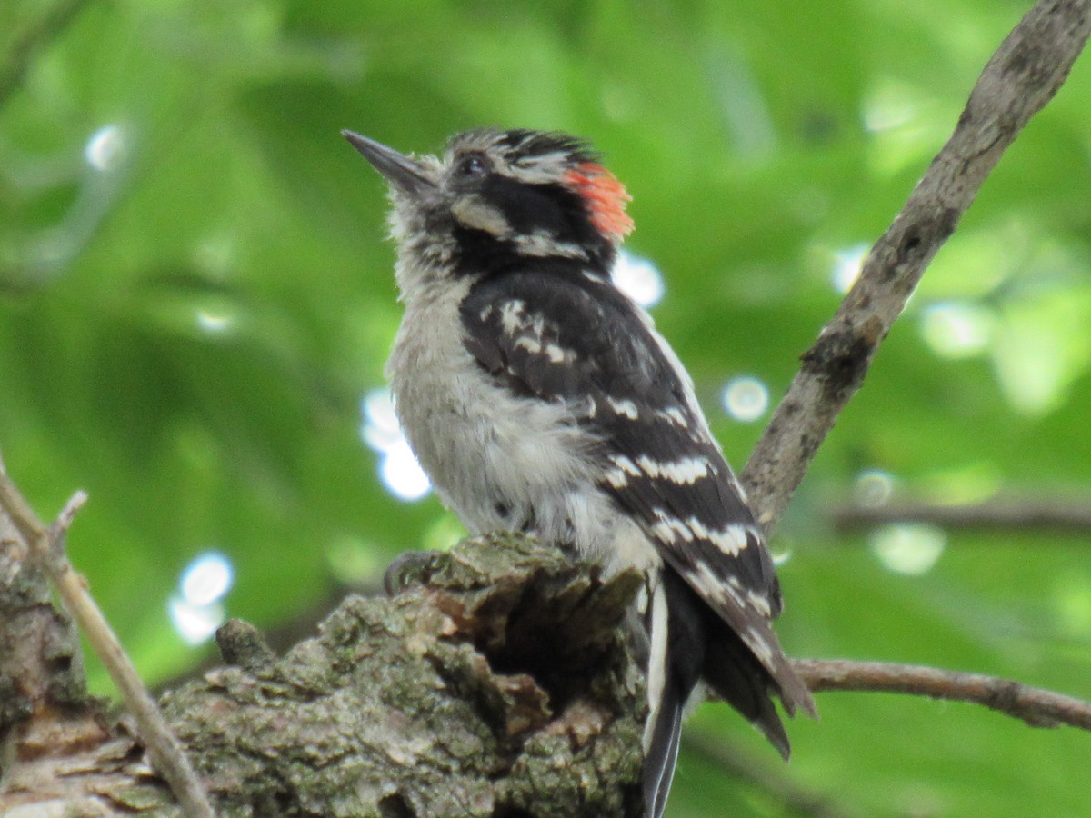 Downy Woodpecker - ML461452311
