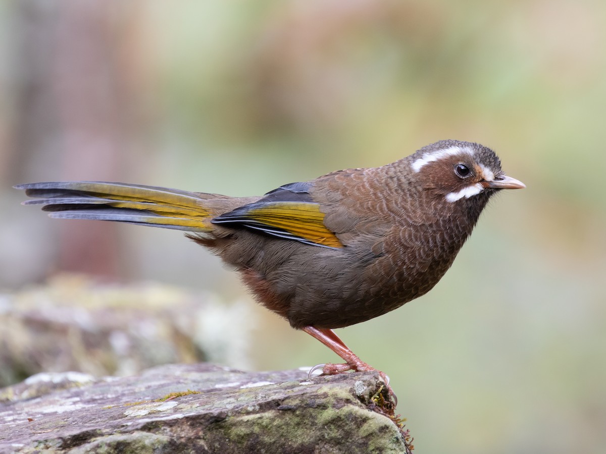 White-whiskered Laughingthrush - Trochalopteron morrisonianum - Birds ...