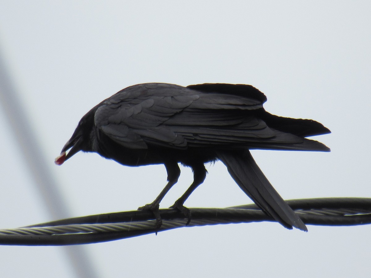 American Crow - ML461453181