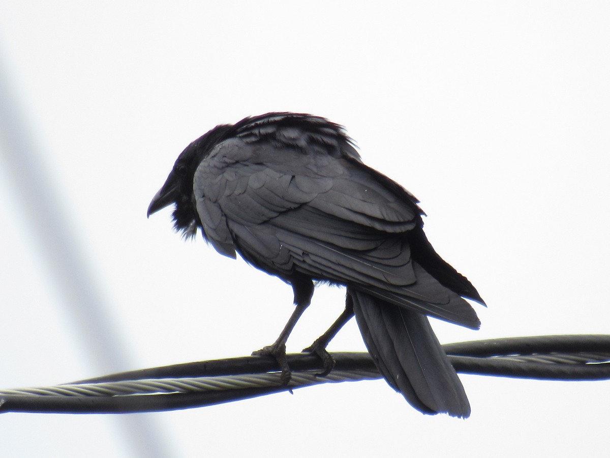 American Crow - ML461453201