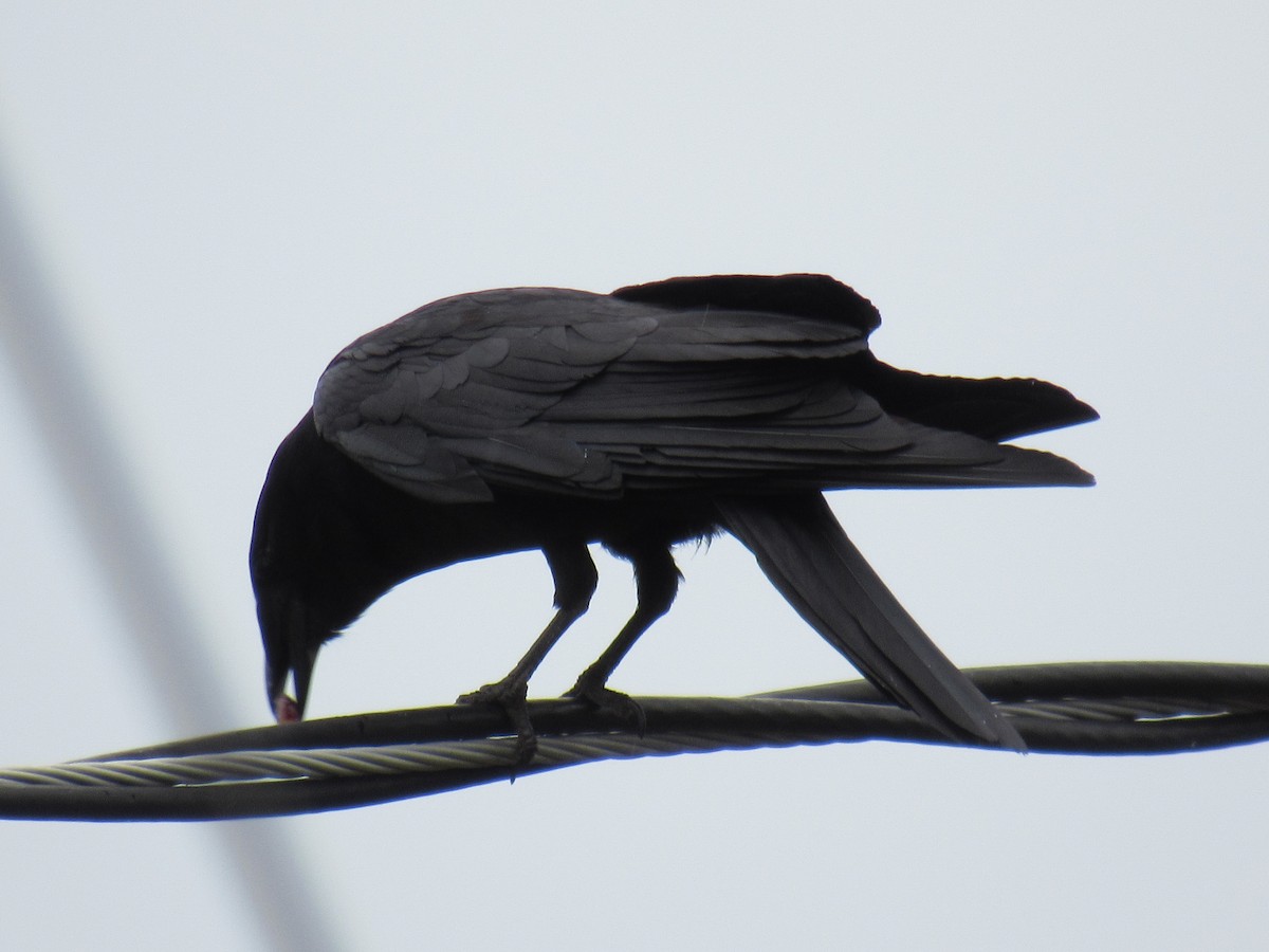 American Crow - ML461453211