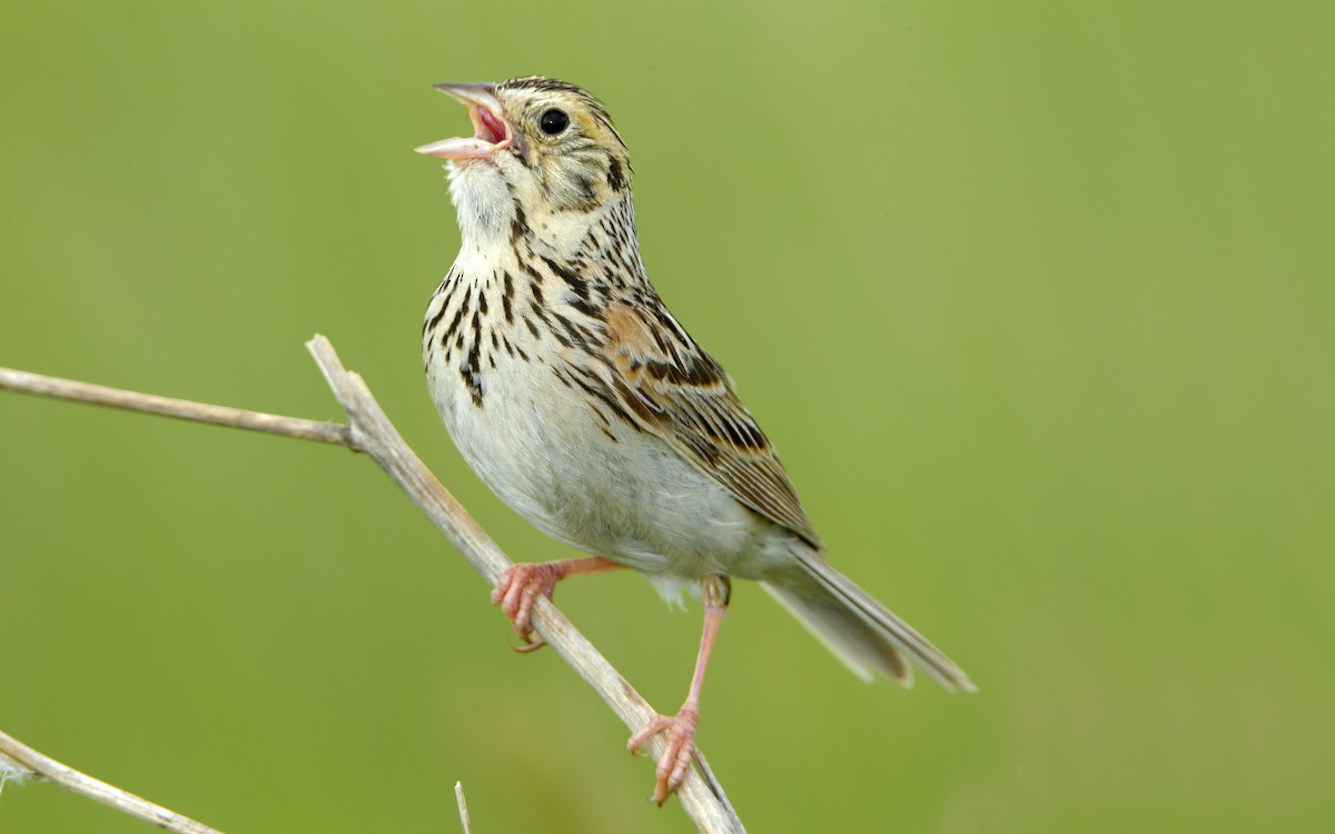 Baird's Sparrow - ML461455571