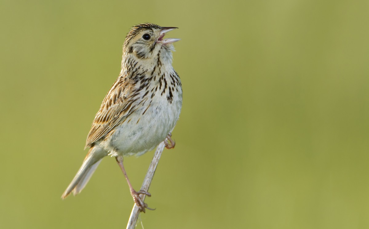 Baird's Sparrow - ML461455581