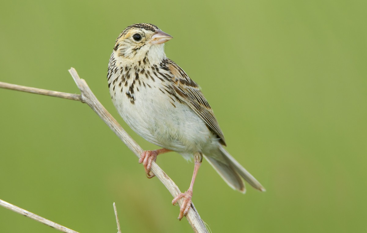 Baird's Sparrow - ML461455601